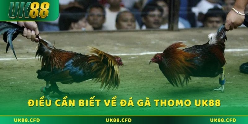 Những điều cần biết về đá gà Thomo tại UK88